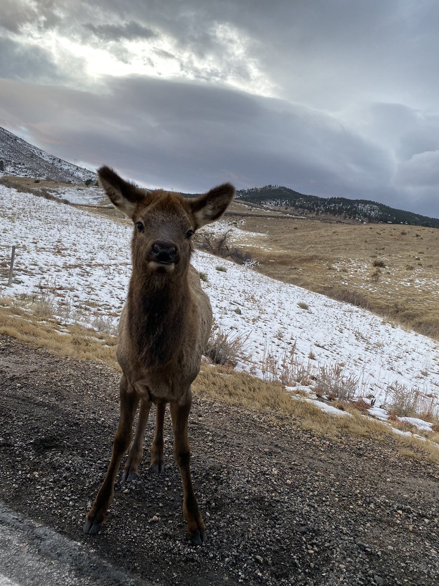 Danielle_Low's tweet photo. Roaming Colorado wildlife 🦌🐐 https://t.co/leWWUbN4MJ