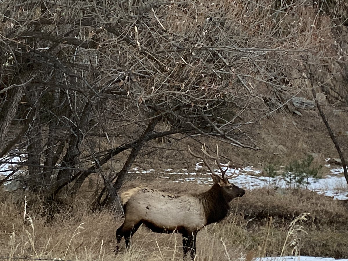 Danielle_Low's tweet photo. Roaming Colorado wildlife 🦌🐐 https://t.co/leWWUbN4MJ