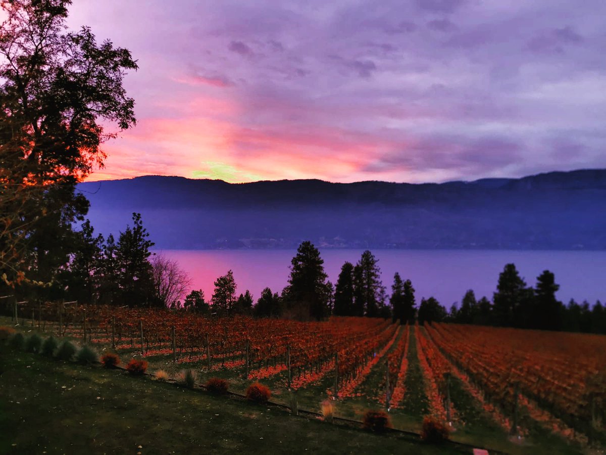 ApresTours's tweet photo. Fall wine tasting at sunset at @ArrowleafWine in @LakeCountryBC 😍 https://t.co/EaBnFytaWT