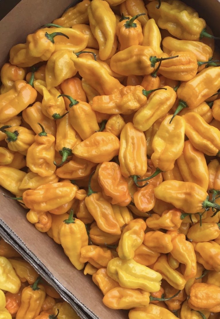Some absolute heat going out on tonight’s orders - yellow reaper #chilli