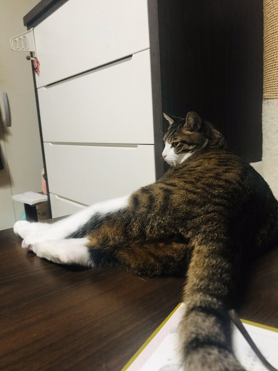 ain_nyan's tweet photo. 신나게 놀고 뻗었다 https://t.co/It62IyIeRW