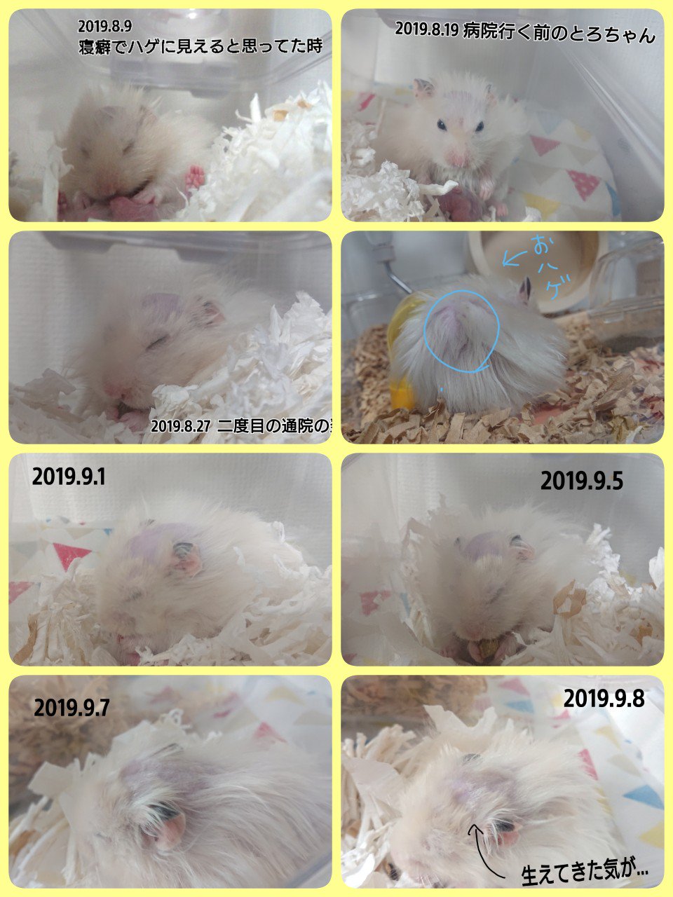 めいとろぎんしな おハゲ経過 頭 と背中 まとめ 脚裏は只今経過観察中 治療法は二週間に一度病院で身体にお薬を垂らしてもらう治療法でした １ヶ所に垂らすと身体全体に効果があり副作用も少ないらしいです お ハゲ治療応援してくれた方々 ありがとうご