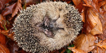We support the UK hedgehog by putting suitable holes in the garden fences of our new homes. Click link for #hedgehog tips and be careful lighting your bonfire tonight - the perfect spot for a hedgehog to sleep! @hedgehogsociety @PTES #RememberHedgehogs
bit.ly/33hjmWM