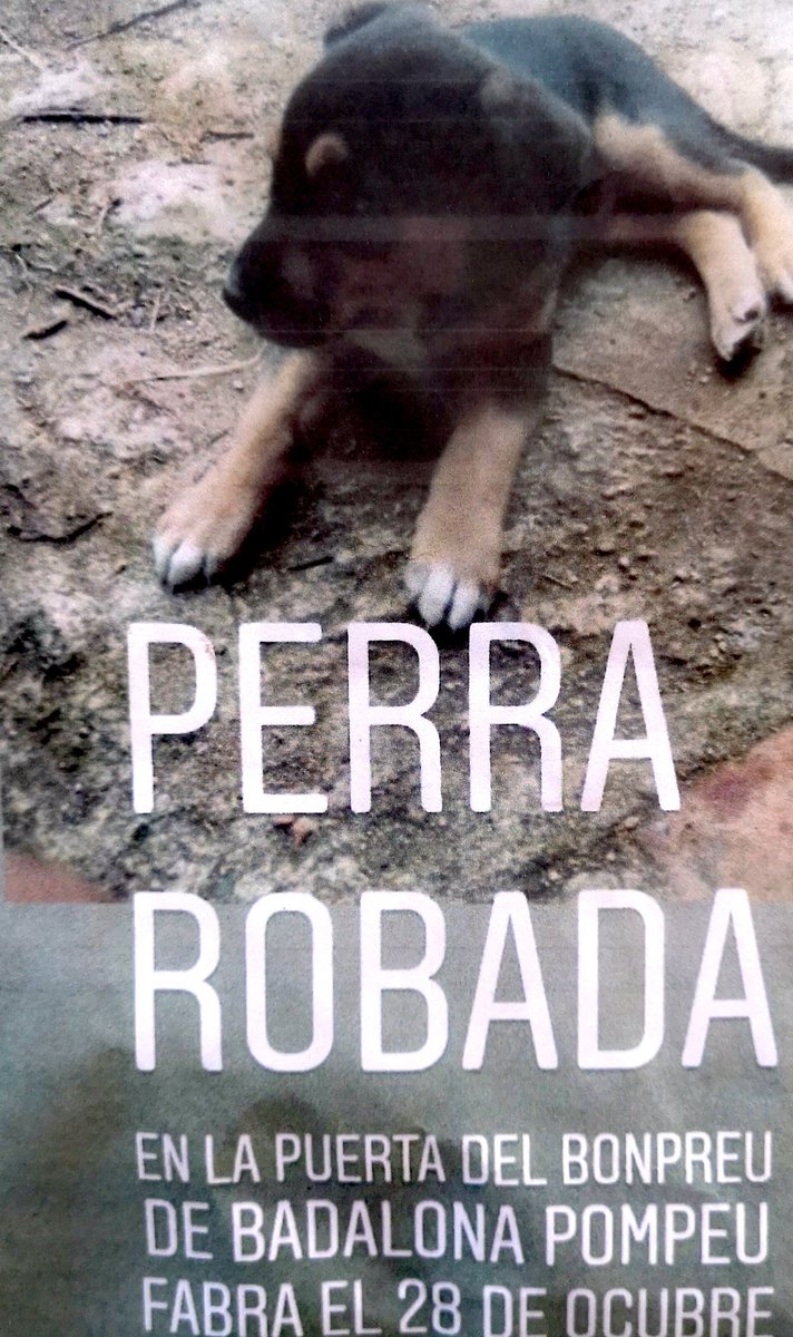 FdCATS's tweet photo. Si estáis hartos de propietarios irresponsables y ladrones de perros retuitea. #SOS #PerroRobado #Tenenciairesponsable #Nosinmichip #Nosoncosas #NoSonCasosAislados https://t.co/fjzLNqECWR