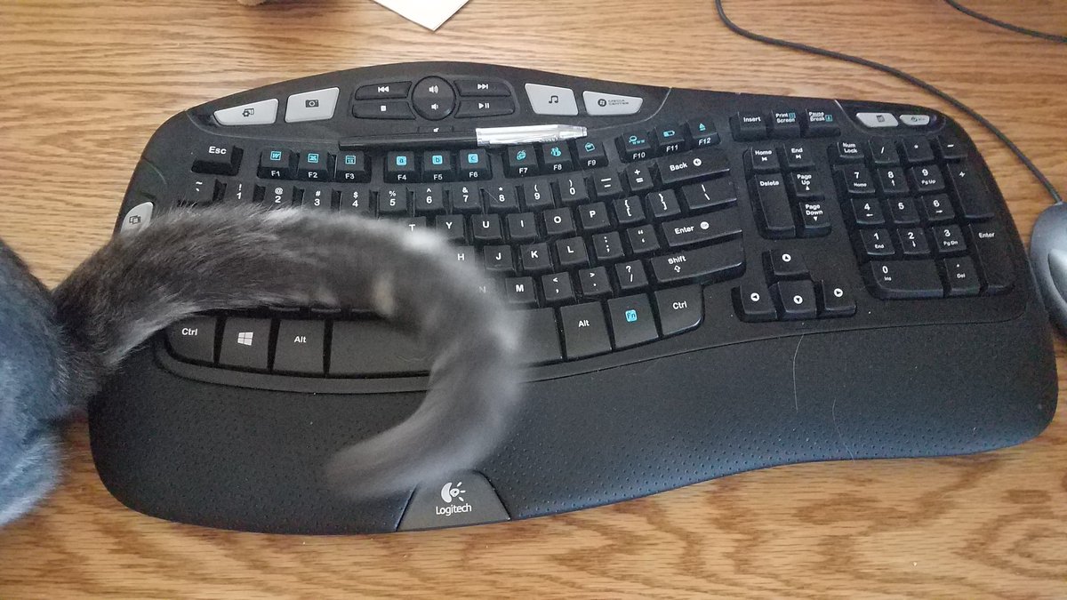 bjpwrites's tweet photo. Ah, yes. The kitten-tail-across-the-keyboard method of editing. Works every time. https://t.co/Qm5XkjdGkV