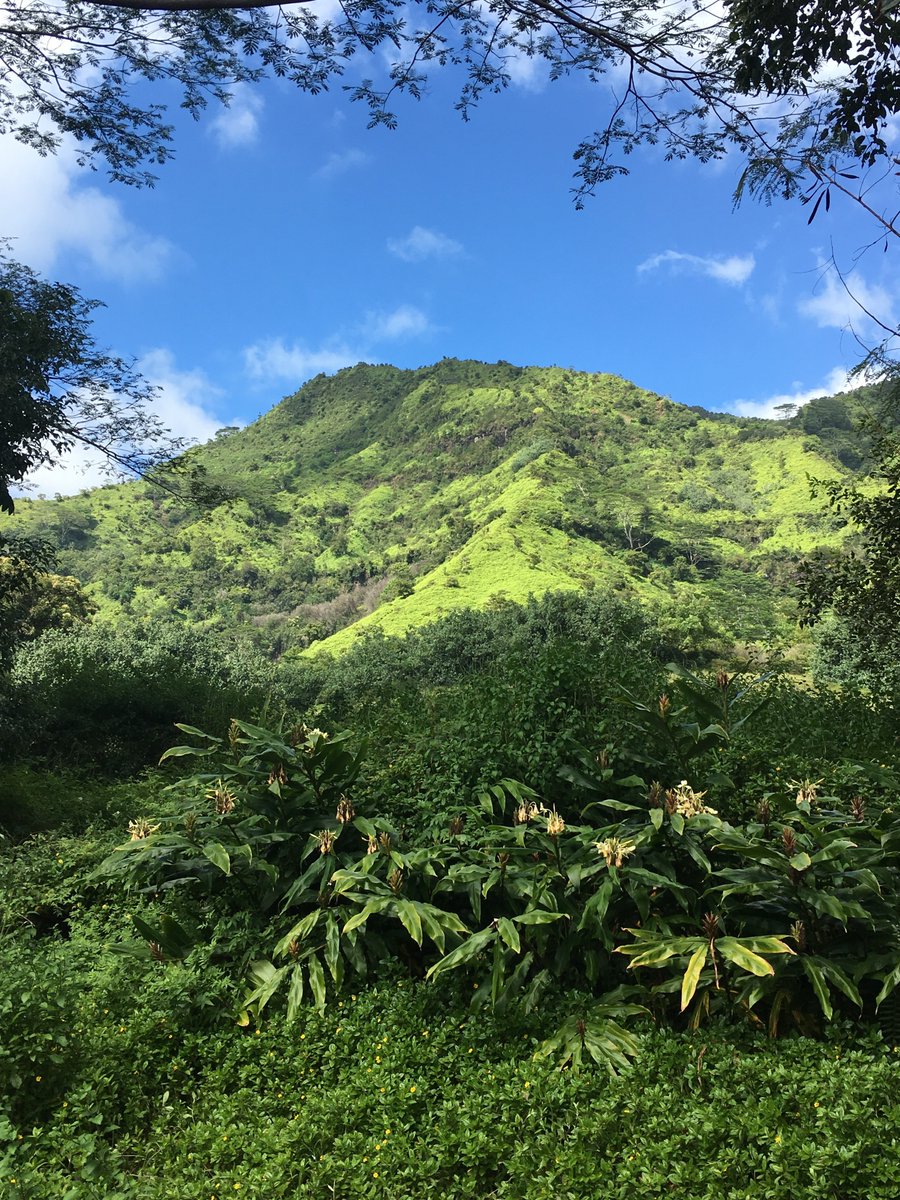 BuonaSueno's tweet photo. The beauty of Hawaii for you is always available through our music... https://t.co/Li4b5x5wRs #indiedream #islandlife #Chillout #mahalo 🏝️ https://t.co/8FxqCe7TIt