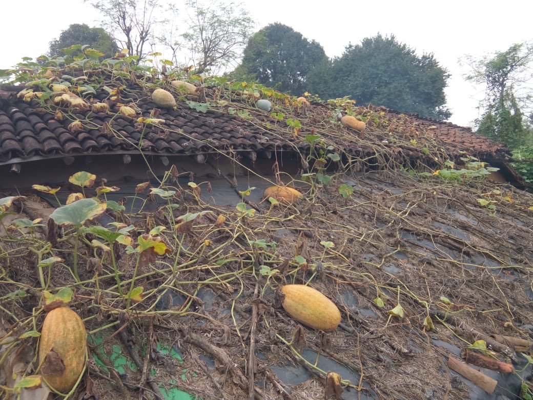 NavdanyaBija's tweet photo. Real wealth is our capacity to create, produce and make what we and our communities need to ensure our well being. #foodsecurity @drvandanashiva @occupytheseed @SwarajAnna @NavdanyaInt #livingcommunities #livingfood #livingfarm #farmerslivesmatters https://t.co/lto7yme2QB