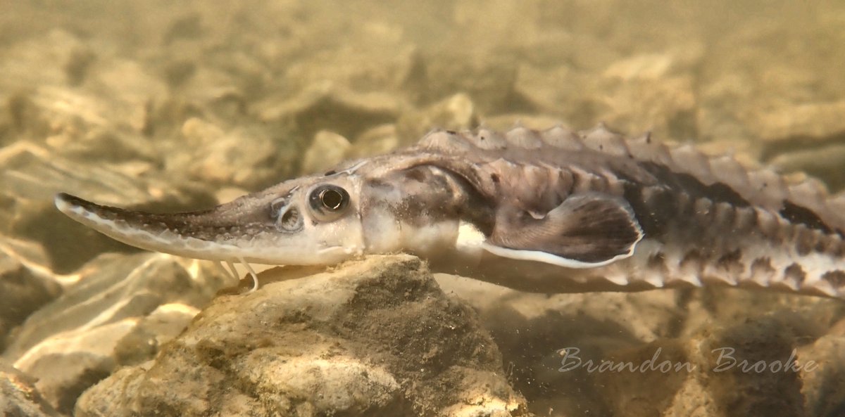 Photographed these juvenile Lake Sturgeon as @sturgeonscience and I released them to be tracked in Missouri River tributaries 
#acoustictelemetry @vemcoteam #trackingnotslacking #fishsci #conservation #LakeSturgeon #fieldwork #Missouri #OsageRiver #GasconadeRiver #sturgeon #fish