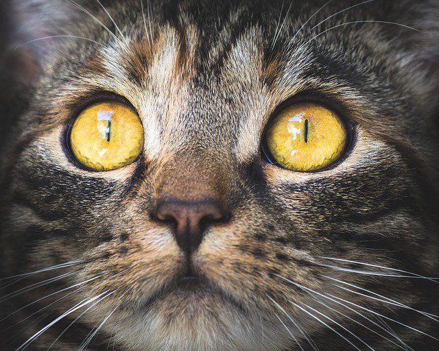 BuildingFit's tweet photo. Attending #SkyPosium2019? See a sneak peek of BuildingFit's new Preferencing tool & see how we herd diff building data pts (like cats) into useful & common metrics Wed 11/6 @9AM For more info see https://t.co/oca94DqaAX
#SkyFoundry #SkyPosium #BuildingFit #SkyFoundry @skyspark https://t.co/hc62ChjYoP