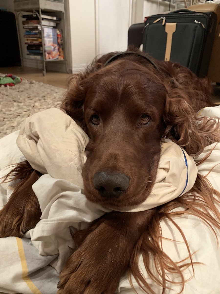 Papanomaly tweet media