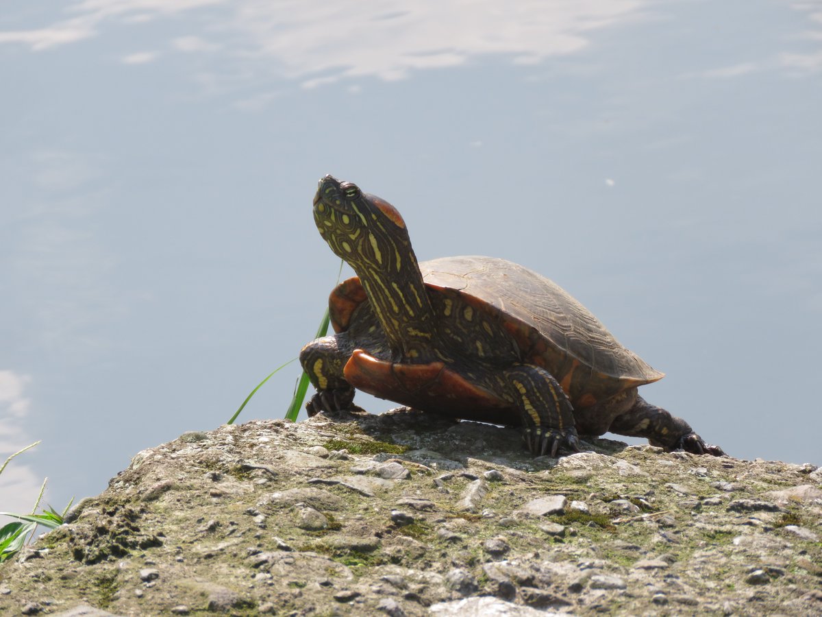 ComputerLab's tweet photo. #TurtleCrushTuesday #WhatsInTheComputerLab https://t.co/SdSzVx8jEJ