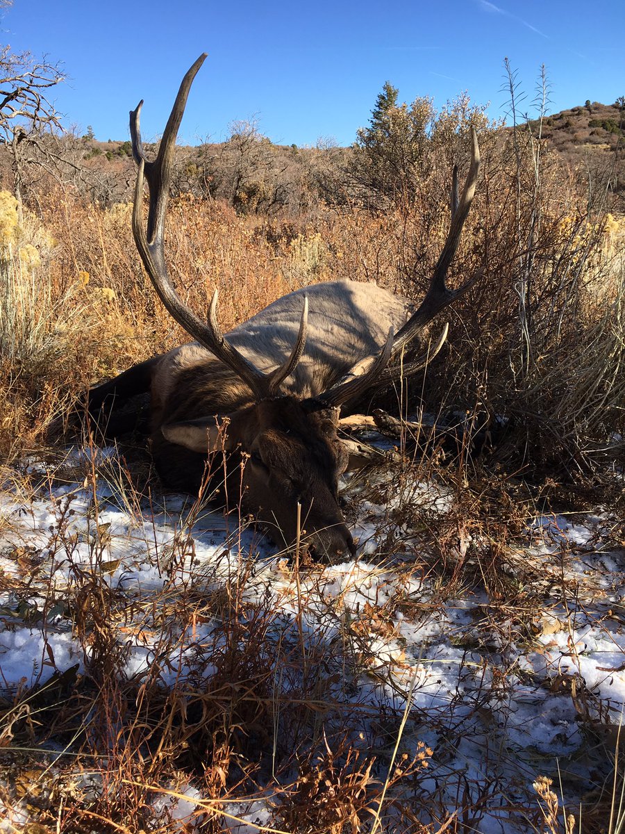 CarltonGroff's tweet photo. Total team work from my hunting partners. Thank You https://t.co/wZfmKxwfTV