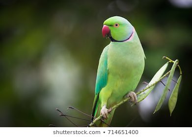 AnneMarieHelder's tweet photo. LOST PARAKEET!!! 🦜Spotted in Harlow, Essex.🌎 Have you lost a green parakeet (or small parrot) in #Harlow, #Essex ? We have spotted one in a tree on Church Lane, off #PotterStreet! Several passers-by have noticed the bird high up in a tree, safe but misplaced. #MissingParakeet https://t.co/kSN7q4mg7P