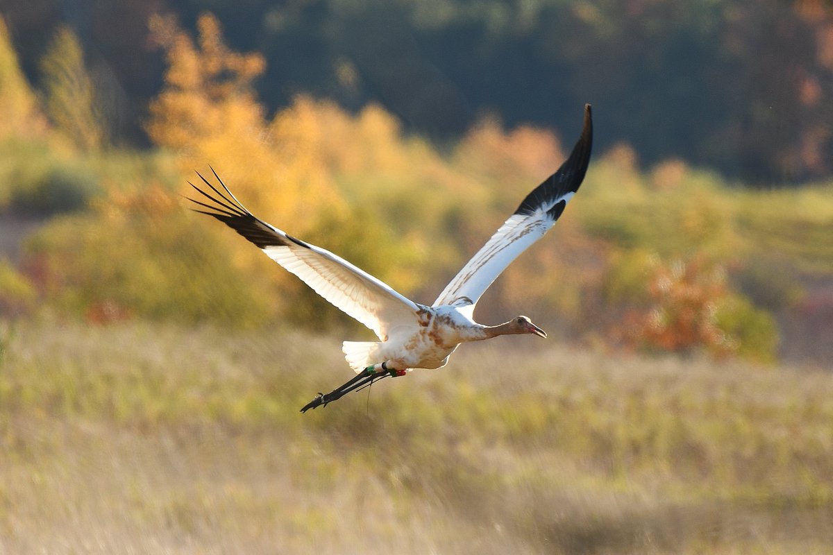 bringbackcranes's tweet photo. Happy November - It's Update Time!
https://t.co/5f1FRyMHLJ https://t.co/0MQFACGOc4