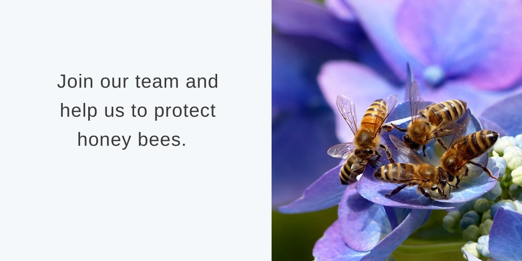 ApisProtect's tweet photo. We are hiring. Do you know a #DataScientist who would like to join our team and help us with our mission to save #honeybees?Find out more https://t.co/ZemNnsusv0 🐝🐝🐝 #jobfairy  #corkjobs #werehiring https://t.co/0utZMKxftq