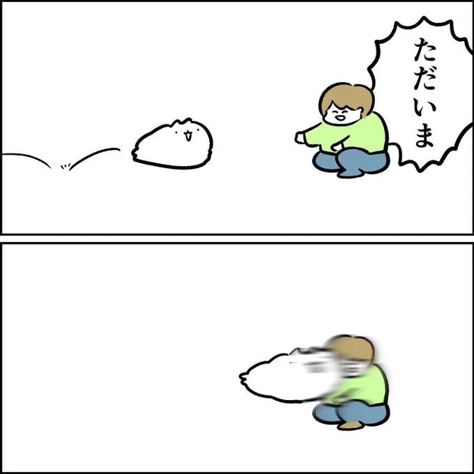 ポメラニアン 