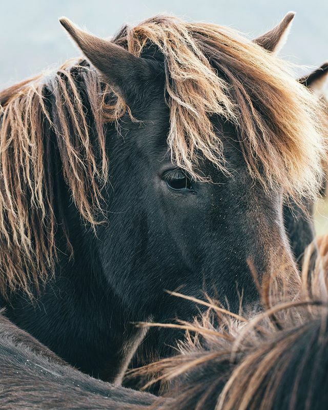 ArcticCoastWay's tweet photo. Leading through the untouched and charming nature of North Iceland, riding trails take you along the coast and into the scenic mountains. Find your riding tour company on our website, link in bio. 📸: @cpcreatives https://t.co/pFOqejaTih https://t.co/TwB7E5zkWi