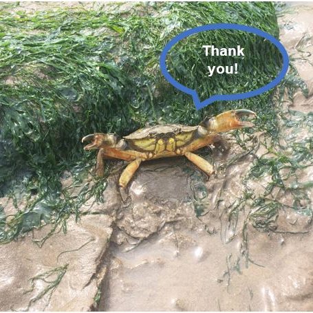 Today was our last #Shoresearch survey of the year (at @EssexWildlife's Colne Point NR). Thanks to everyone who's taken part in 2019 - over 120 of you! By collecting valuable species & habitat data, you're helping us to monitor & better understand Essex's coastal wildlife🦀🐚🦐🐟