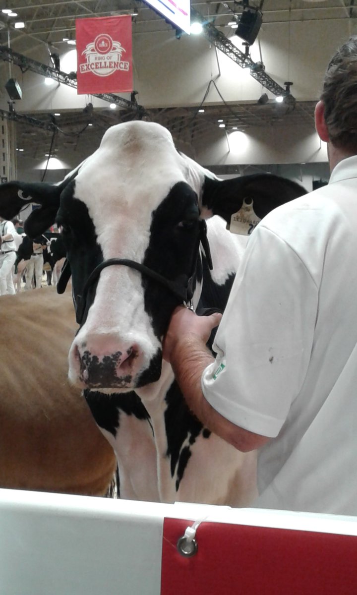 RAWFagriculture's tweet photo. Thats a wrap for the 2019 #Classic40 @TD4HClassic for this year. Thank You to all the 4H competitors @Semex #RingofExcellence https://t.co/D0SjRhrmF9