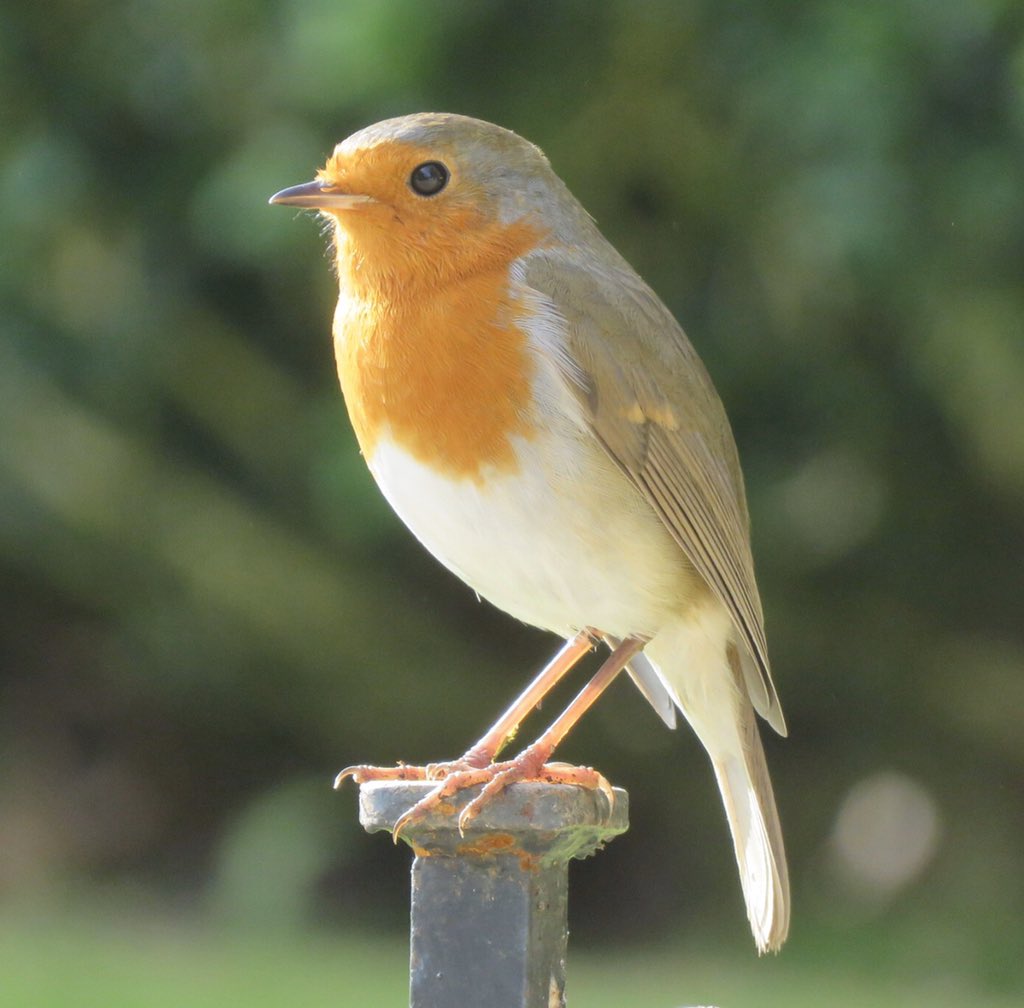 Robin taken in the gardens at Lanhydrock. Taken October half term. #NaturePhotography #birdphotography <a href="/ThePhotoHour/">#ThePhotoHour</a> <a href="/LanhydrockNT/">Lanhydrock</a> <a href="/NorthCornwallNT/">NorthCornwall NT</a>