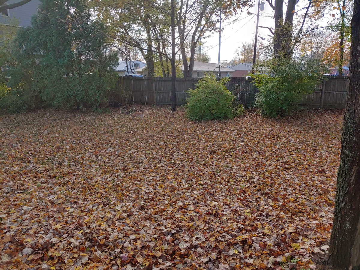 KristinKayNews's tweet image. Can you spot the pup? #WheresWaldo #FALL19