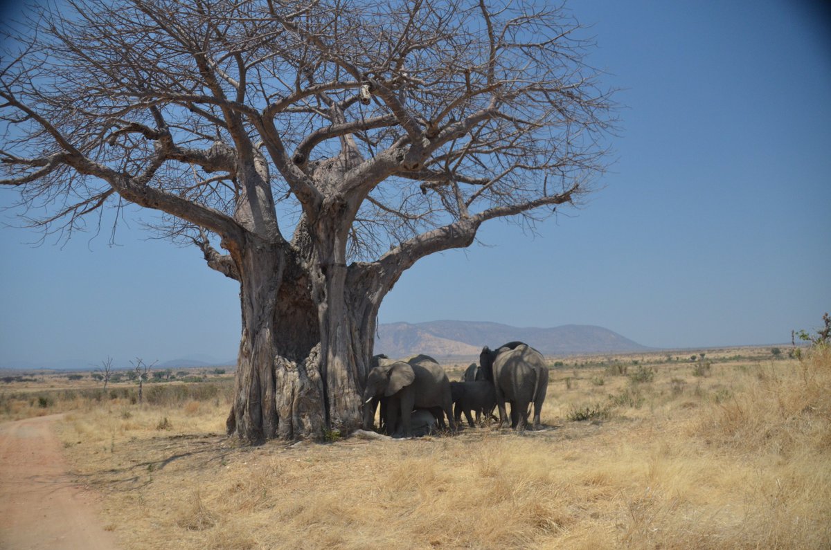 DuffleSafari's tweet photo. Did you know the Baobab tree, also known as the “upside-down tree”, is rich in antioxidants and essential minerals? For centuries, this tree has been used by people as a source of natural well-being. Today, Baobab is a superfruit! #superfruit #baobabtree #tanzania https://t.co/tUk4u3DjFD