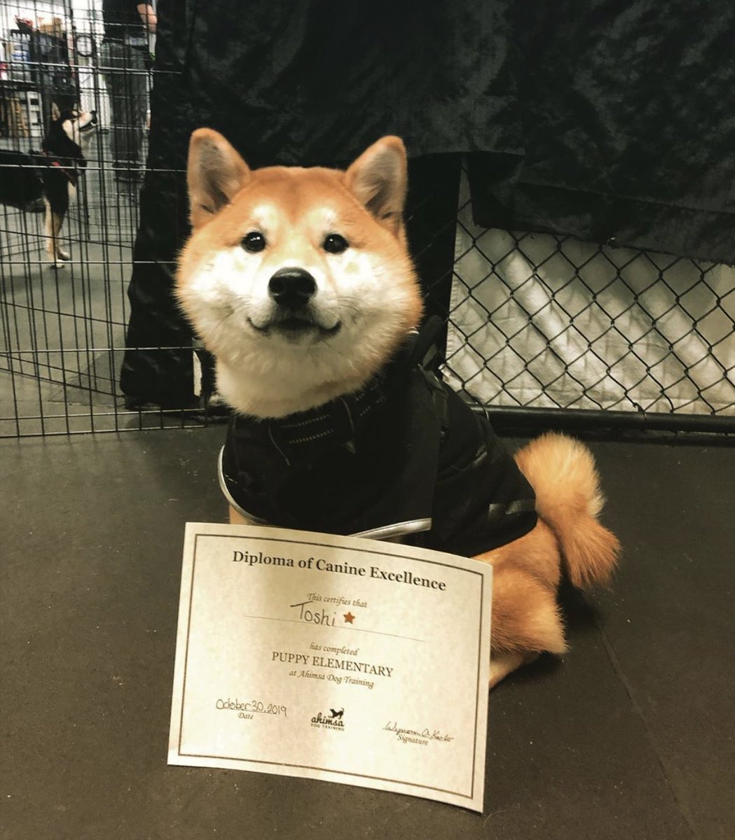dog_rates's tweet image. This is Toshi. He just graduated puppy elementary. Worked so hard for this. 14/10 nobody tell him how much debt he’s in