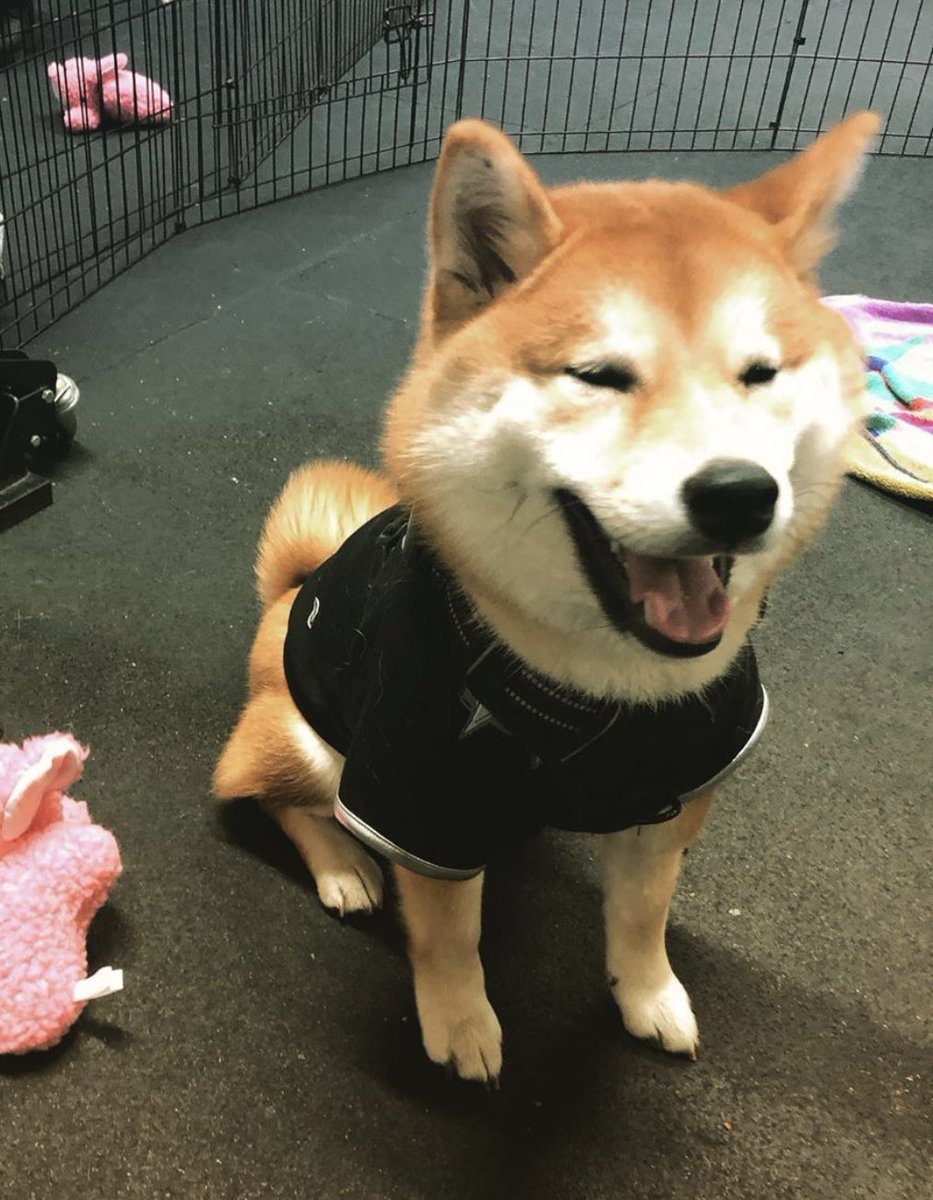 dog_rates's tweet image. This is Toshi. He just graduated puppy elementary. Worked so hard for this. 14/10 nobody tell him how much debt he’s in