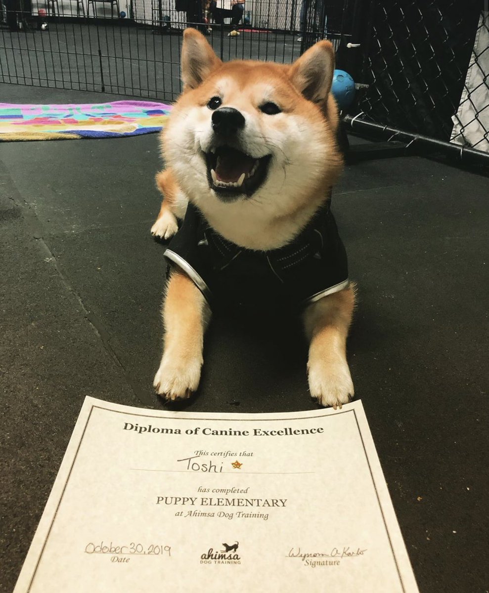 dog_rates's tweet image. This is Toshi. He just graduated puppy elementary. Worked so hard for this. 14/10 nobody tell him how much debt he’s in