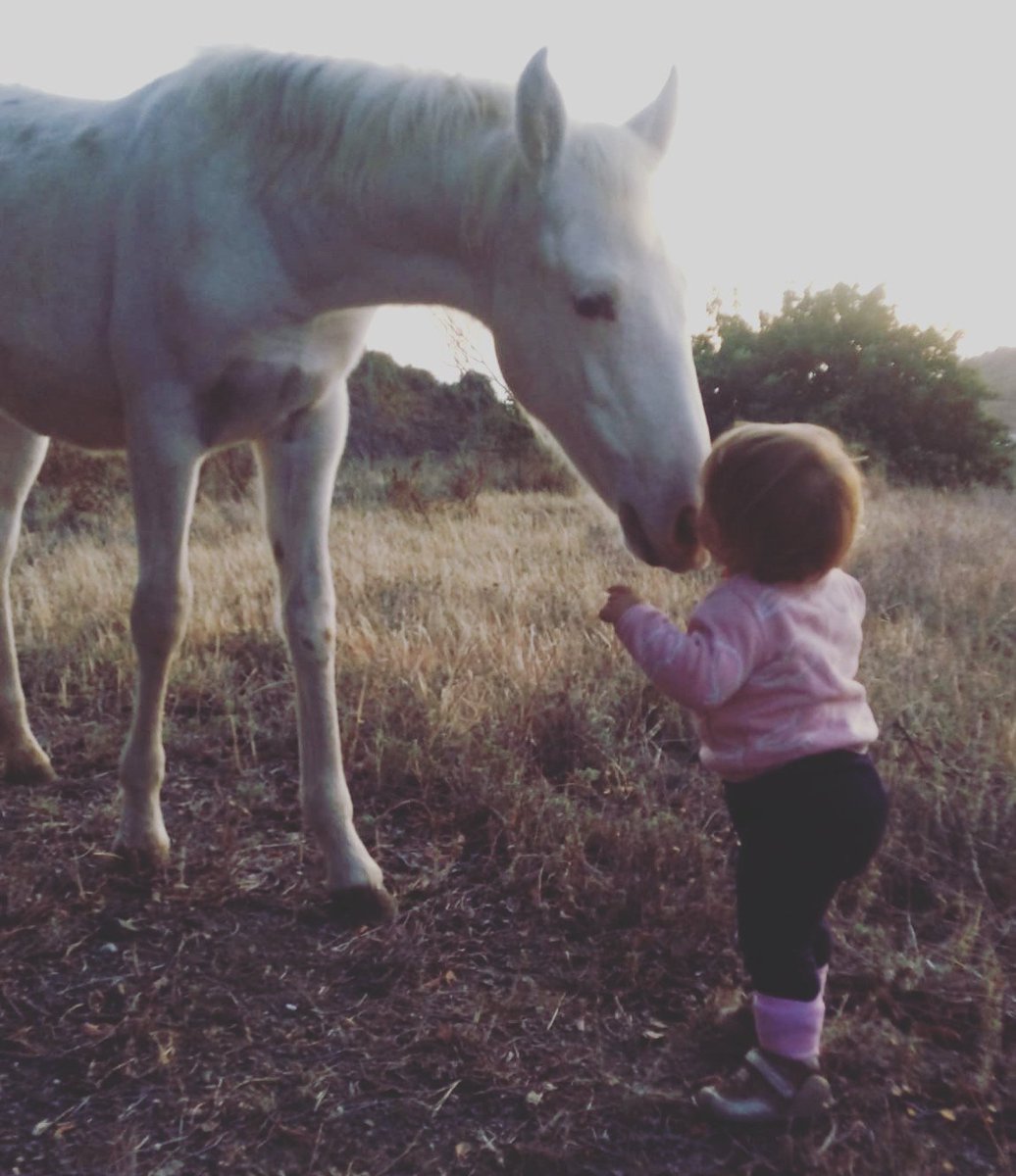 You're never too old to start learning, and you're never too young to aim high and achieve great things
🍀
🐴
🦄
#horse #horselover #horseaddict #horsepictures #horsepics #horsefriends #horseoftheday #nature #childhood #motivational #inspiration  #tophorsetweets #picoftheday