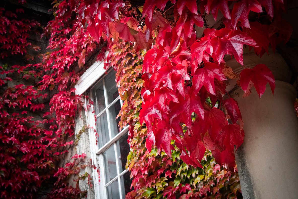 BishtonHall's tweet image. Remember, remember, it&apos;s that day in November when we can really appreciate the fiery character of our beloved Bishton Hall. Look at that Boston Ivy and its rich red flame! 🍁
@HansonsAuctions @ADRIANRATHBONE #autumnalshades #auctionvenue #functionvenue #bonfirenight #fieryflames