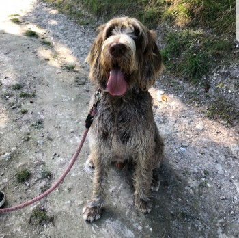 millypod1's tweet photo. BERTIE HOME SAFE. THANKS FOR RT's 🙂🐕🐾
YOUNG Italian Spinone Male #Westhampnett #Chichester #WestSussex #PO19 https://t.co/aSZFRwUIpL… https://t.co/fmfl9XzWOA