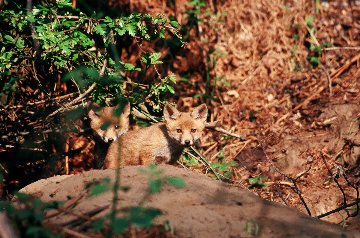 badgemcvid's tweet photo. Forgot tonight was GUY FOX NIGHT π¦ so I thought I'd celebrate & put up some of my old photos of guy foxes π¦
β€οΈπ¦β€οΈπ¦π¦β€οΈ
#GuyFawkesDay #GuyFawkes
#fox #redfox #guyfox https://t.co/1aA1JH00yi