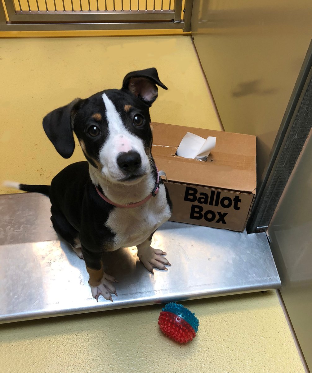 kshumanesociety's tweet photo. Happy Election Day to everyone except the KHS puppies!

As usual, the puppy district is full of foul play and deception.

The puppy candidates look like the other puppies in their litter, so they just keep going through the line voting for themselves. https://t.co/kXoEO2wyiK