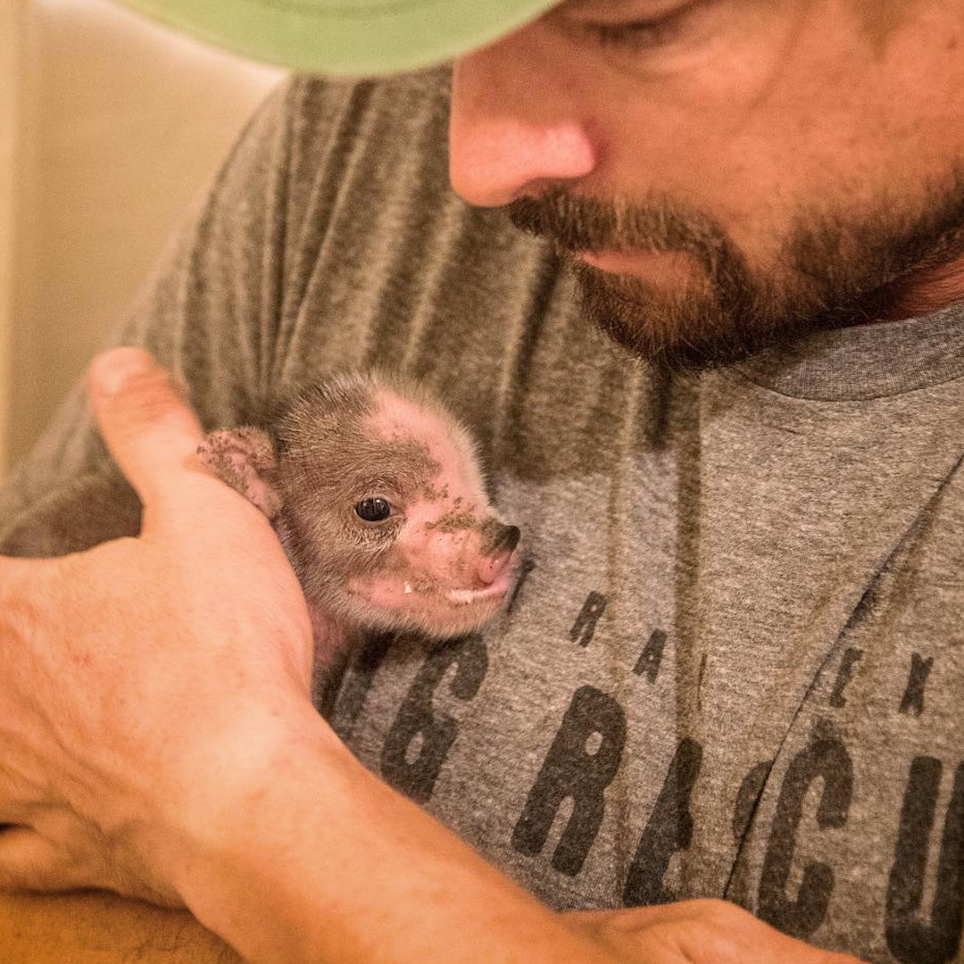 This woman bought a "mini" pig ... and then