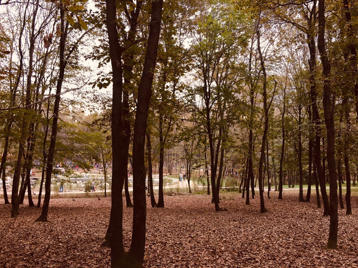 fatmazel0's tweet photo. “Bakmayın mevsimlerden sonbahar, aylardan kasım oluşuna. Benim kapım hep aralık.” 🍂 #sonbahar https://t.co/haSd0xGKnI