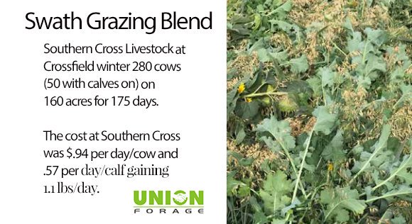 Our swath grazing blend is an additive to your own cereal swath grazing. It is designed to increase protein, energy level, and digestibility, all while allowing you to graze more animals and to produce more lbs/acre. unionforage.com/contact #crops2019 #cdnag #cattle #swathgrazing