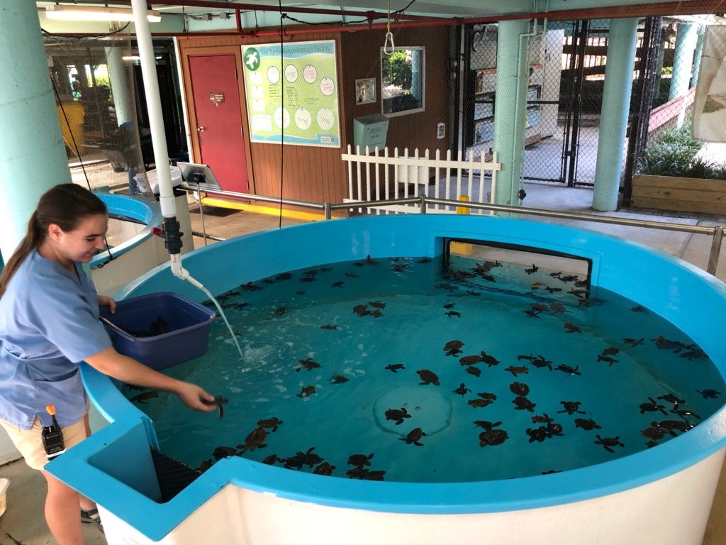GumboLimboNC's tweet photo. Last week, we released over 400 #washbacks that were treated at #GLNC, Friends of the Marine Science Center, @BrevardZoo, &amp; The #SeaTurtle Hospital at UF Whitney Lab. Thanks to @AbernethyScuba for helping us with a ride out to sea! #rescuerehabrelease 📷 @BocaRatonPhoto https://t.co/uG79gUF45O