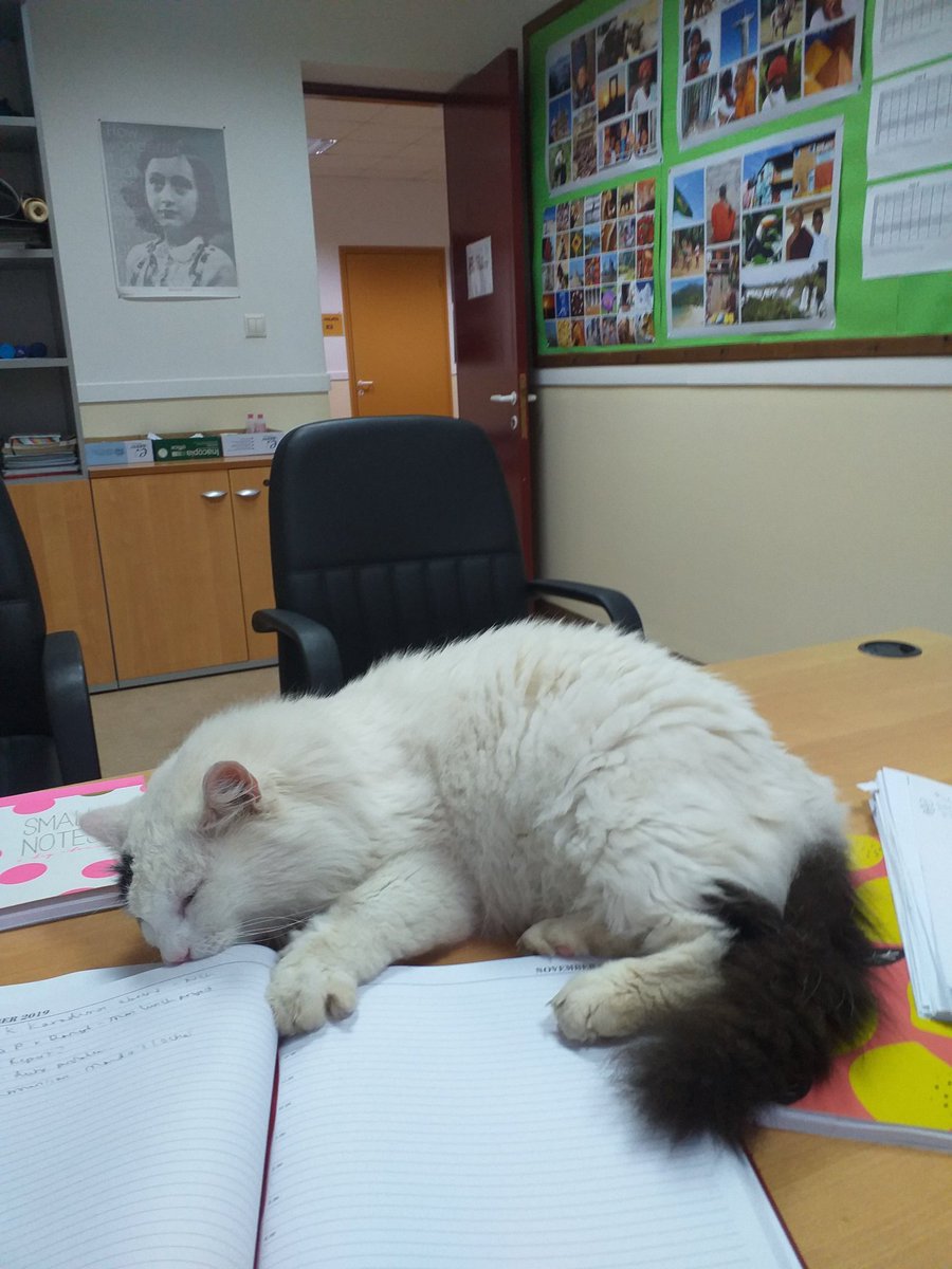 VictoriaW_gr's tweet photo. The school cat Thomas is so glad we are back at school! #makeyourselfathome #catnap #deputyhead #wellbeingcat https://t.co/AqnLp6RKbw