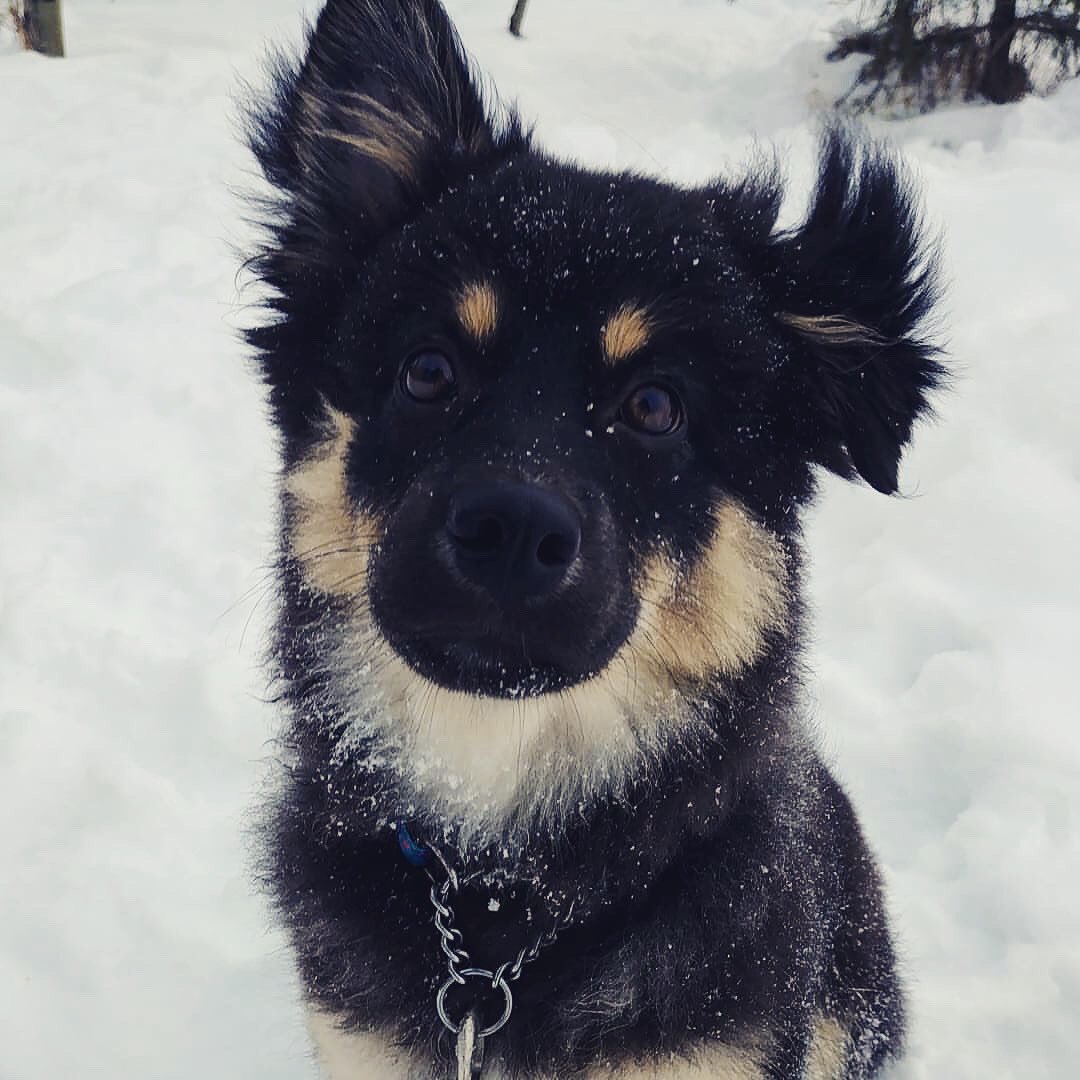 BetaTrainsDogs's tweet photo. Rue is here to cheer you up on this snowy Tuesday.....or as she prefers “Ruesday” #betadogtraining #dogtraining #yegdogs #dogs #puppy #yegsmallbusiness https://t.co/uqt9umM0OX