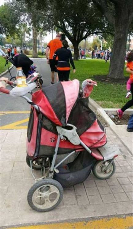Razpig's tweet photo. ¡No mamen, no mamen, no mamen! ¡Avistaron a Lupe en el parque! OLV #ECDQEMSD https://t.co/3Fv9cqHypO