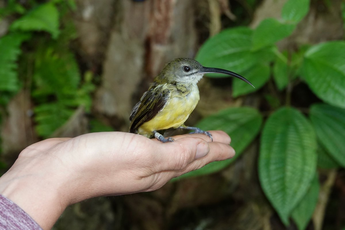 JasonJGregg's tweet photo. A #LittleSpiderhunter banded in Borneo palm oil plantation for @HightowerJn. https://t.co/aVveeWlVor