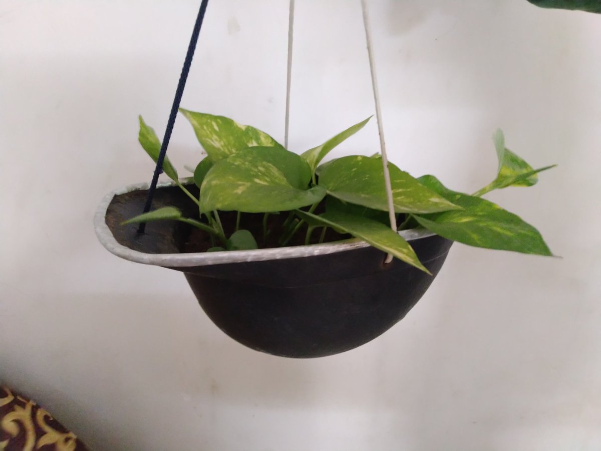 harshil_pitroda's tweet image. Ahmedabad Police discontinued Topi Helmet So I reused it by planting Money Plant 😁 #mybabytree
@aditiraval 
@RjDhvanit 
@AmdavadAMC 
@ahmedabadmirror 
@AhmedabadPolice