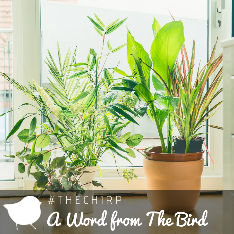RedBranchRealty's tweet photo. Adding more greenery 🌿 indoors is always a great idea! 😍 Depending on the season, of course. Here are some easy ✅ growing house 🌱plants: https://t.co/WwBfGUia17
.
.
.
.
.
.
#RedBranchRealty
#TheNest
#TheChirp
#AWordFromTheBird
#BirdsOfAFeather
#HousePlants https://t.co/ky2nHXZP3f