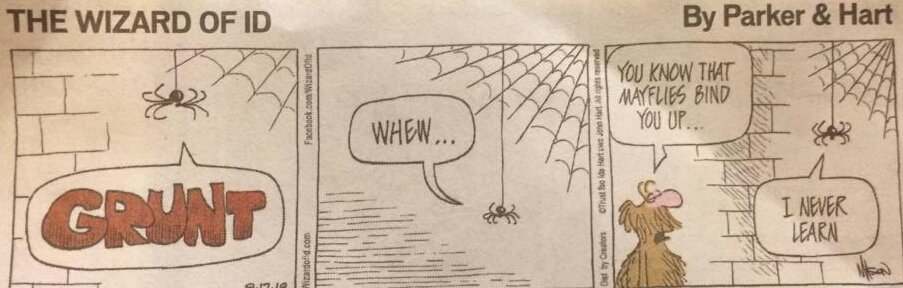 thislabmayfly's tweet photo. We have a little something different for you today: instead of a mayfly-related #TuesdayTune, we have a mayfly-related #TuesdayToon by @MickMastroianni of "The Wizard of ID."

Happy Tuesday, everyone! 

#SciComm #SciTwitter https://t.co/gr0ijDDVuG