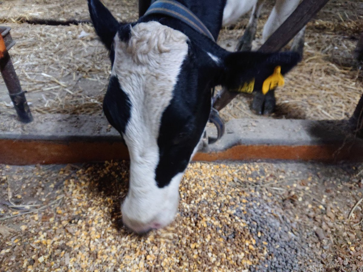 がんばれ冨樫！ tweet media