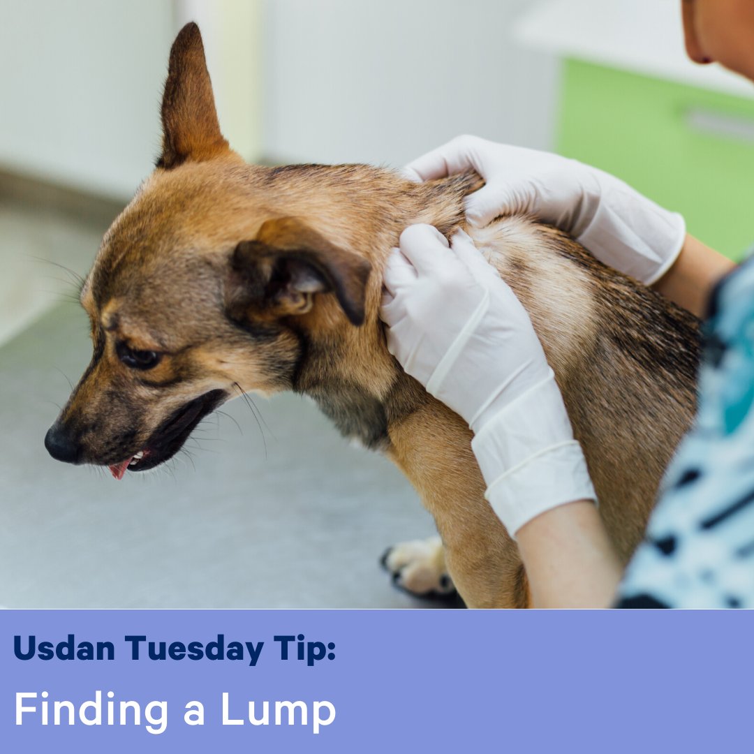 Where Do Dogs Get Lipomas