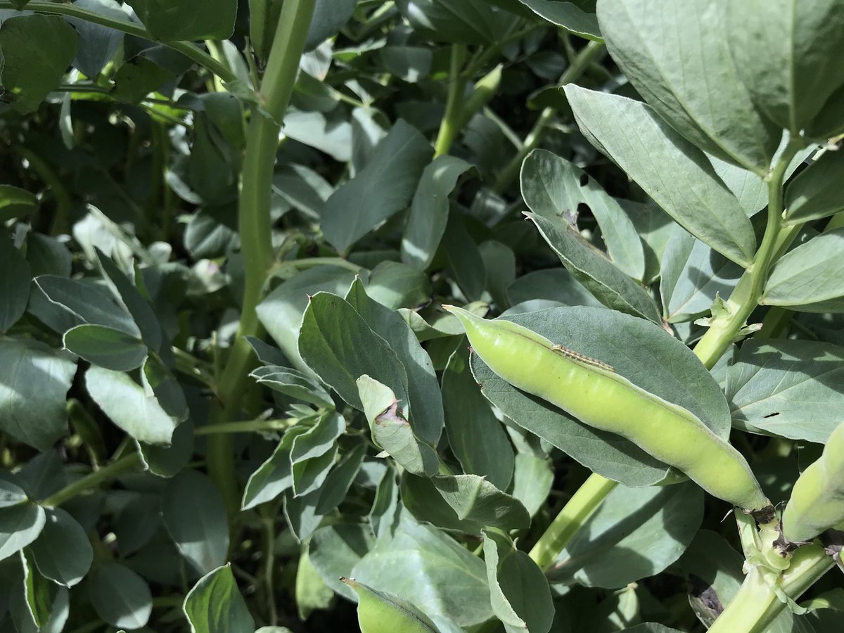 The heliothis grubs have arrived 🤦‍♂️