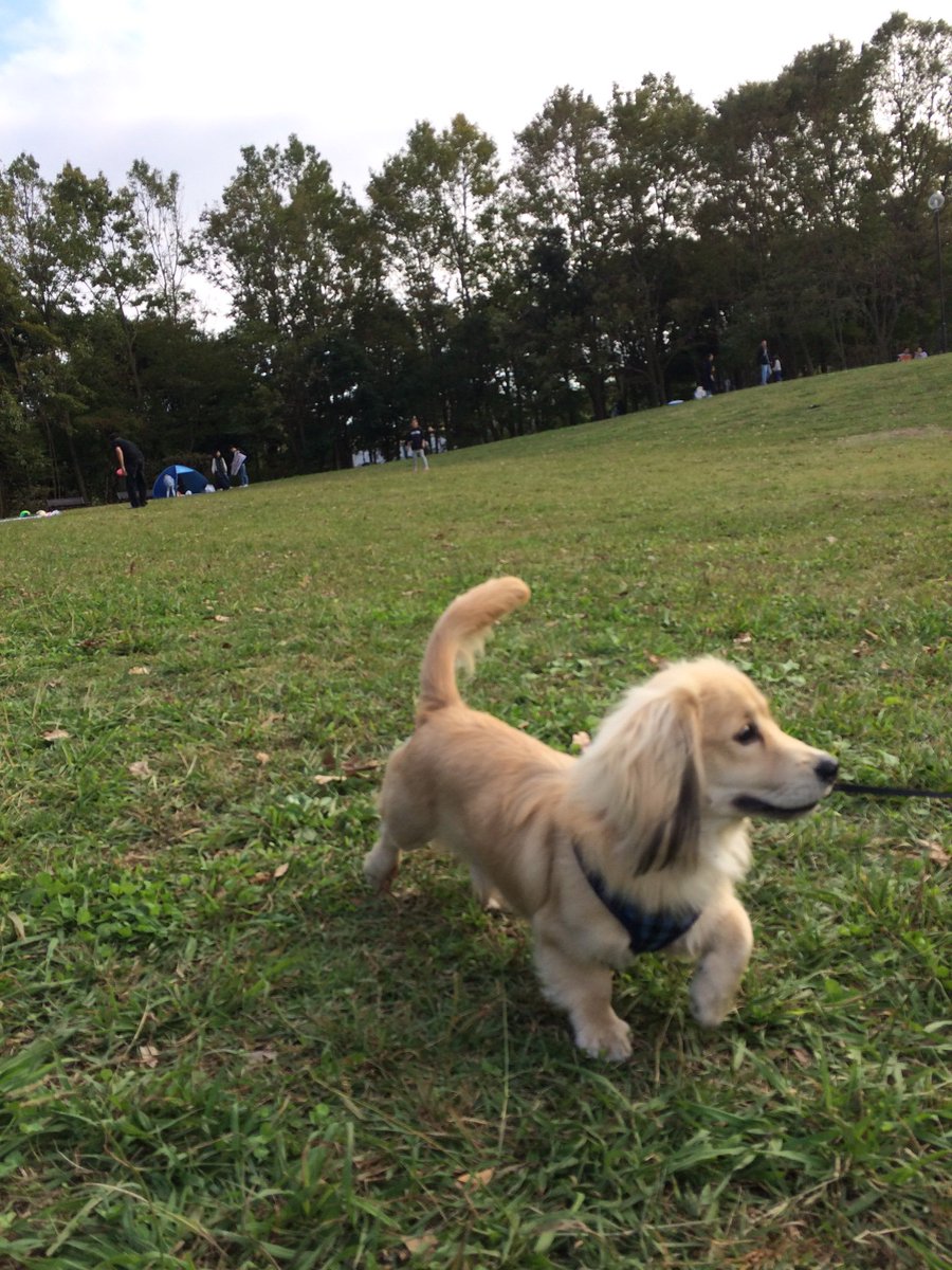 散歩嫌い犬 散歩嫌い犬