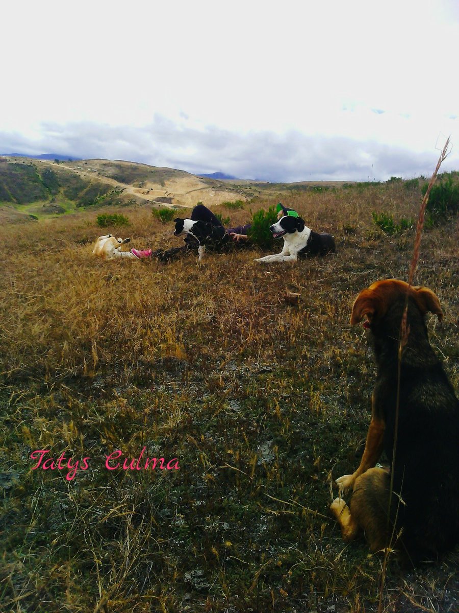 CulmaTatys's tweet photo. Disfrutar de la naturaleza 💚 con tus mejores amigos es una experiencia maravillosa e inolvidable 😍🌲💚🐕🐕🐕 https://t.co/dd0JsJpAbR